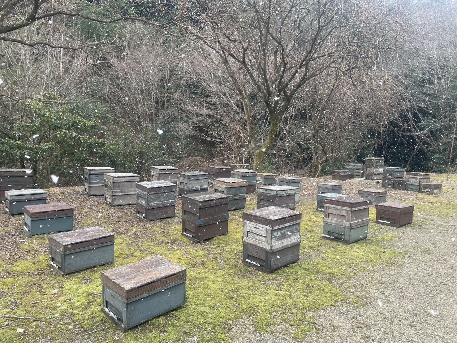 山あいに置かれた養蜂箱